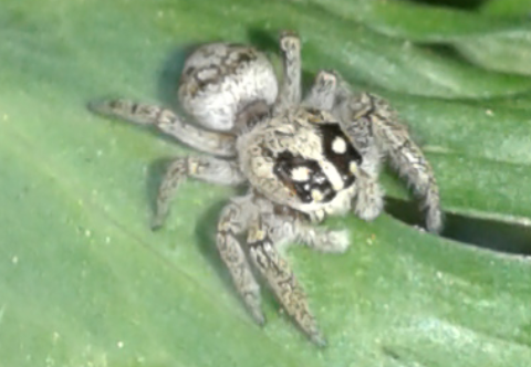 Salticidae : giovane Macaroeris nidicolens? S